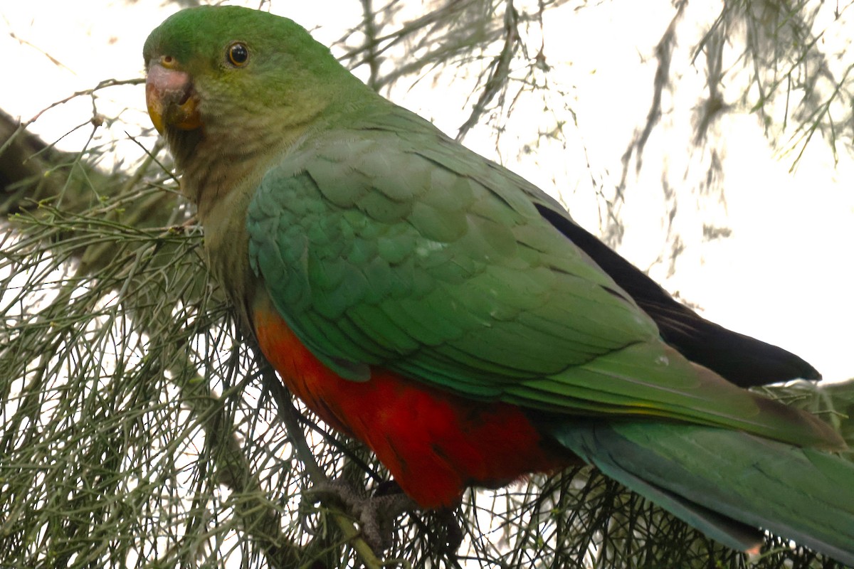 Australian King-Parrot - ML621337727