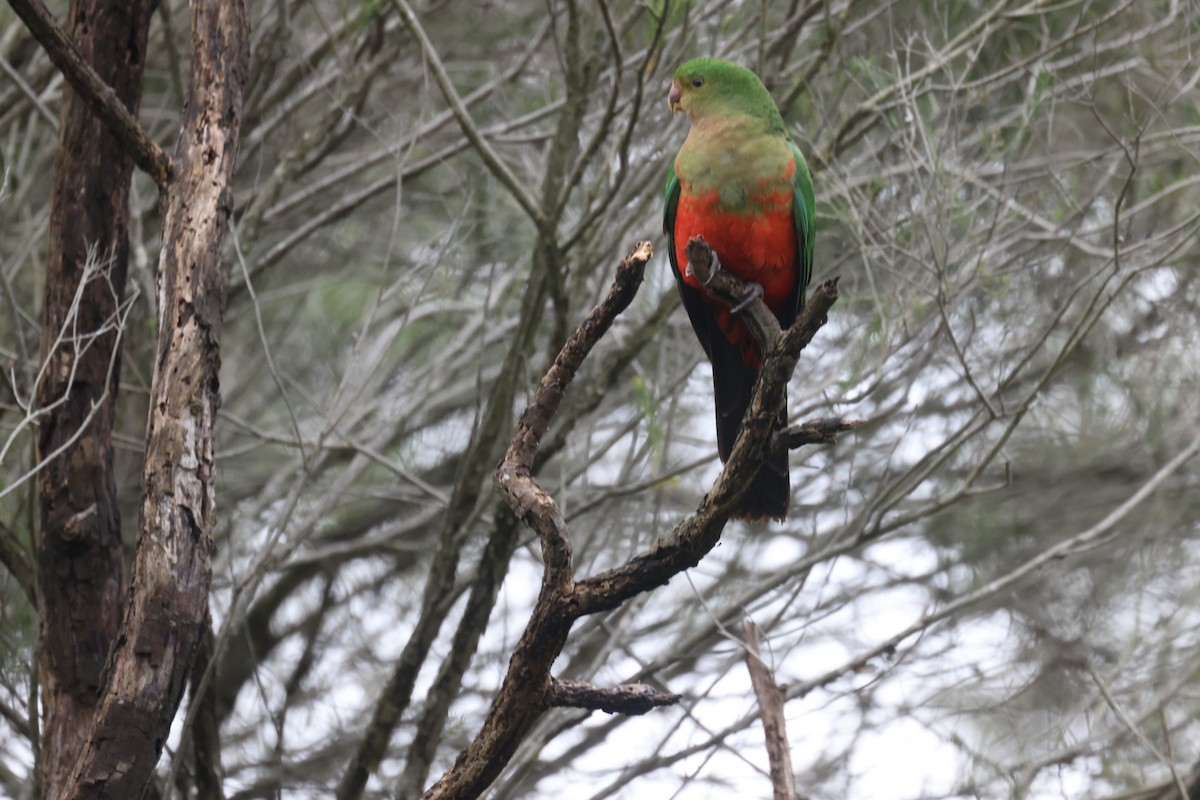 Australian King-Parrot - ML621337729