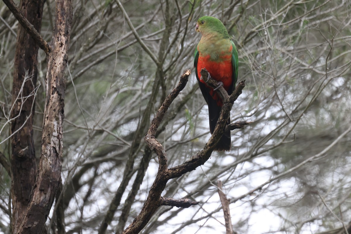 Australian King-Parrot - ML621337730
