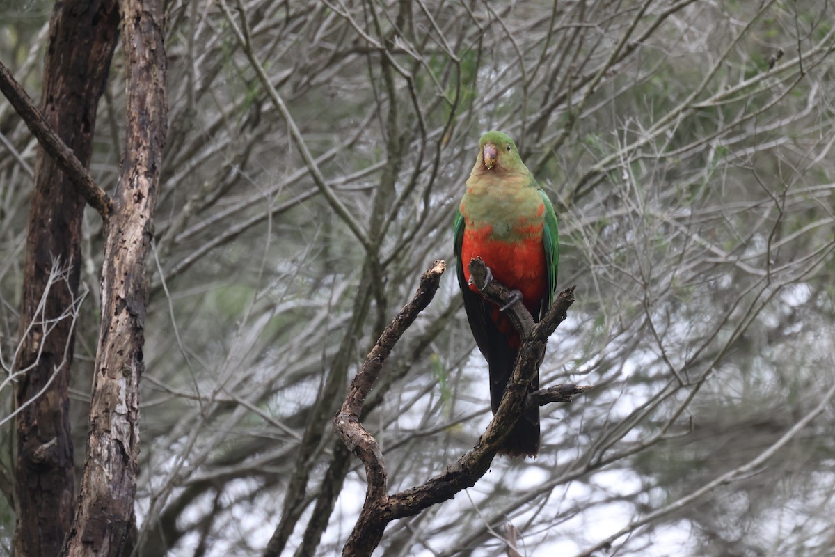 Australian King-Parrot - ML621337733