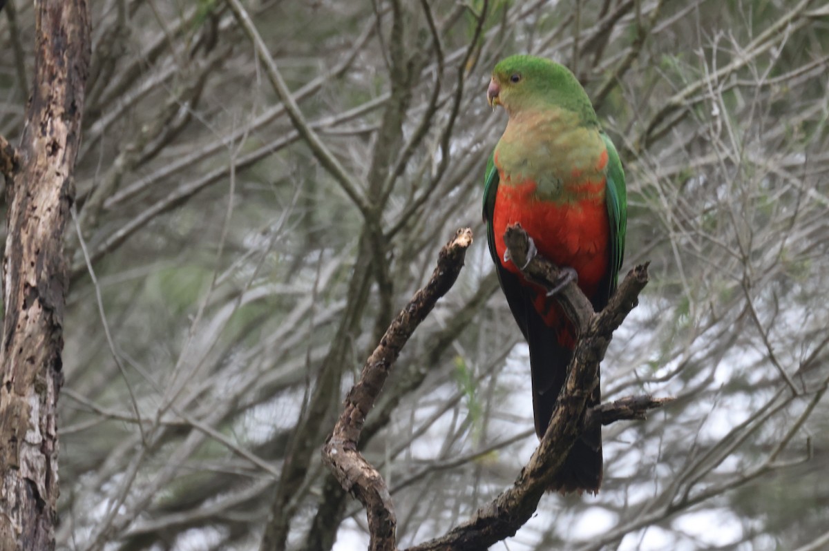 Australian King-Parrot - ML621337782