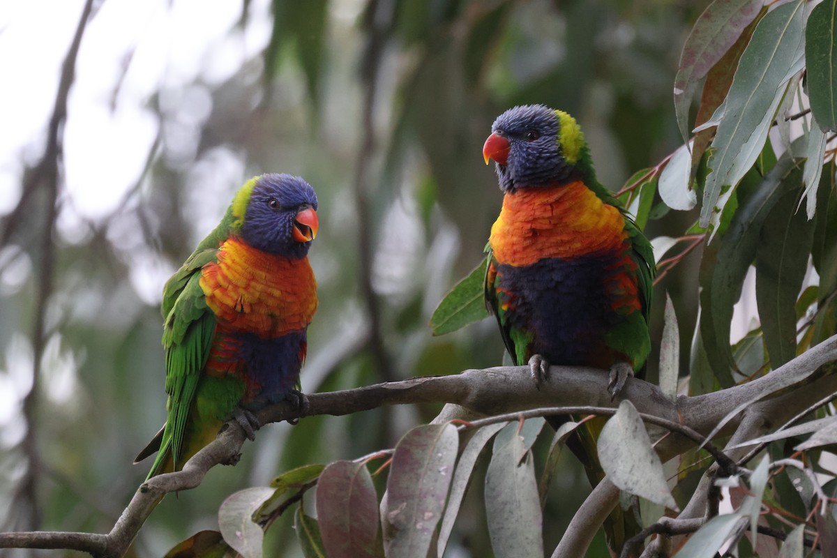 Rainbow Lorikeet - ML621337812