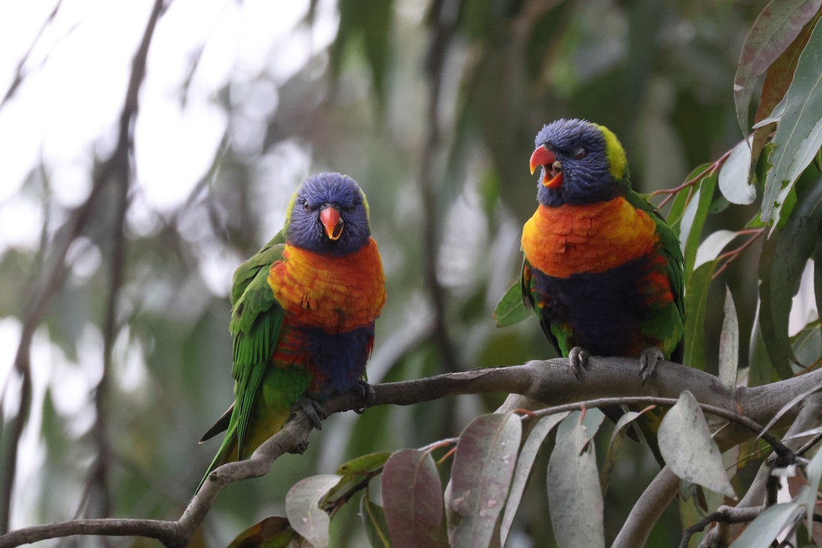 Rainbow Lorikeet - ML621337814
