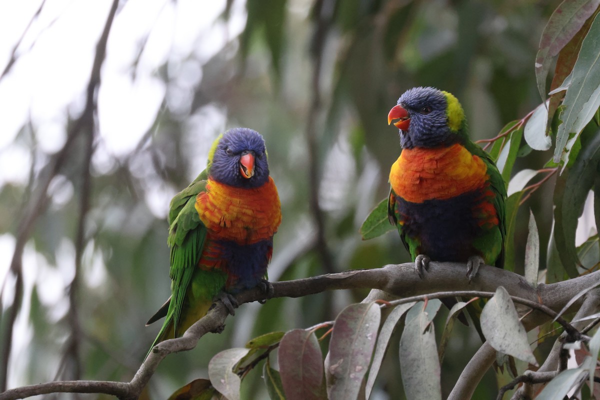 Rainbow Lorikeet - ML621337815