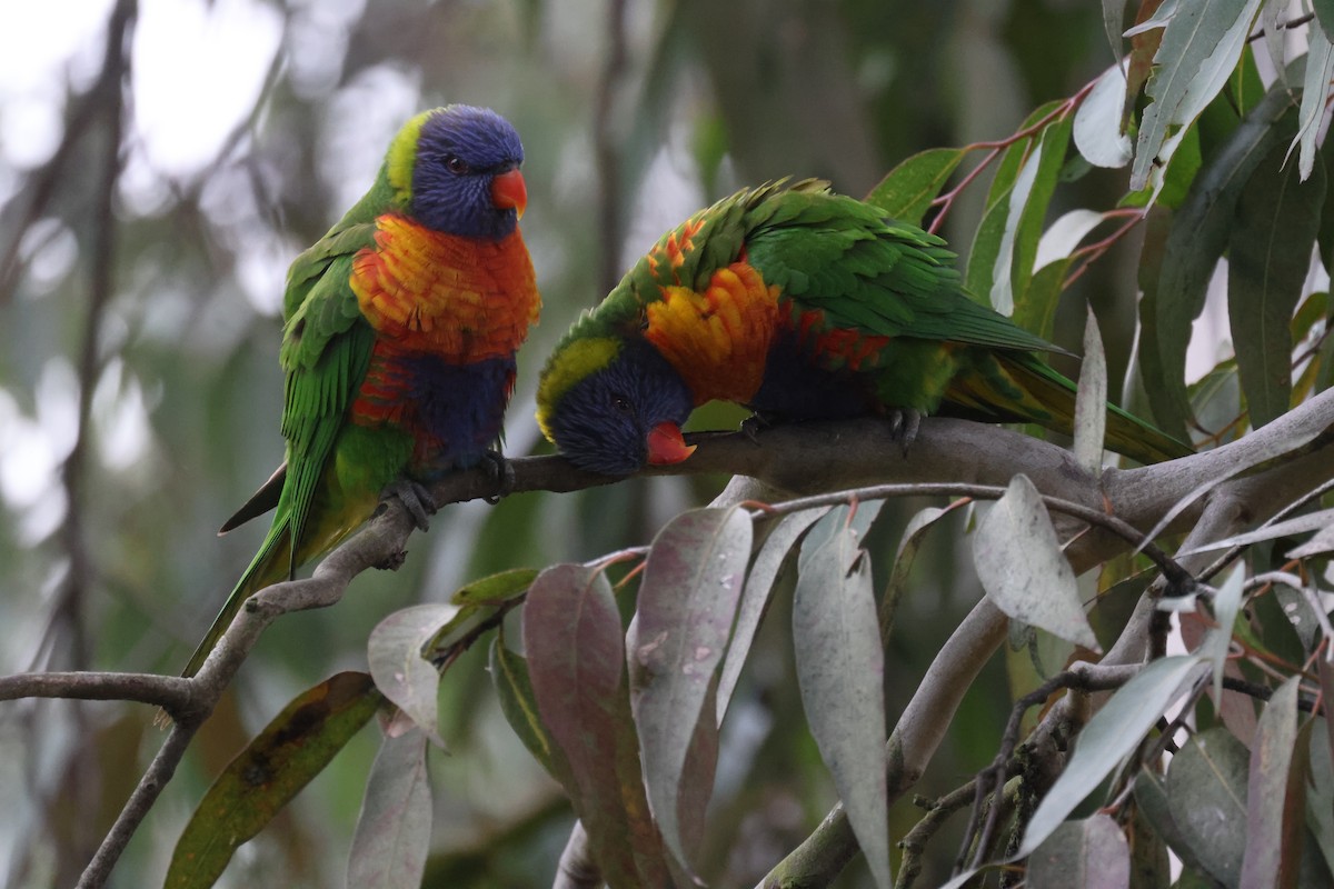 Rainbow Lorikeet - ML621337816