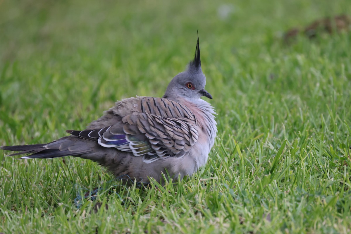 Crested Pigeon - ML621337836
