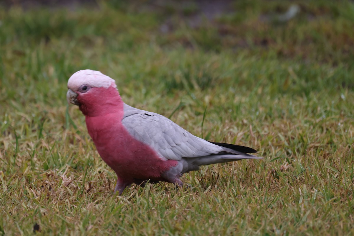 Galah - ML621337858