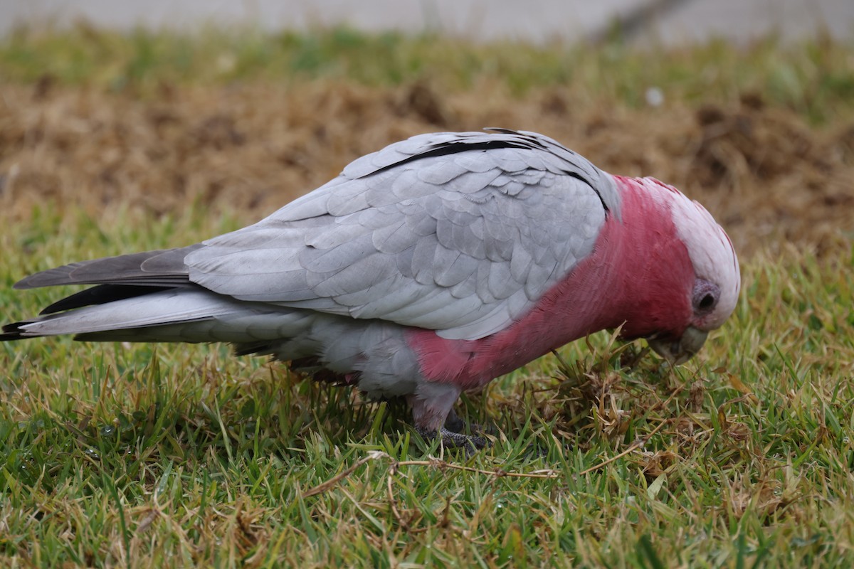 Galah - ML621337866