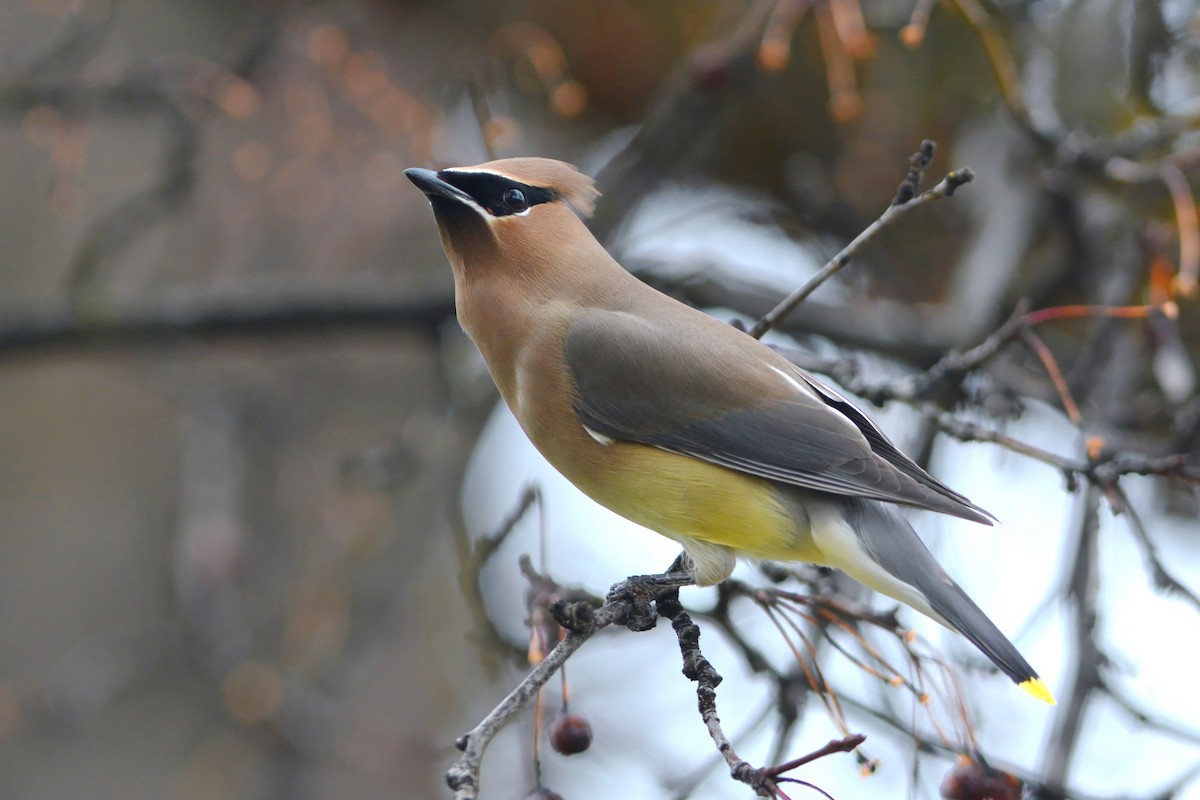 Cedar Waxwing - ML621337953