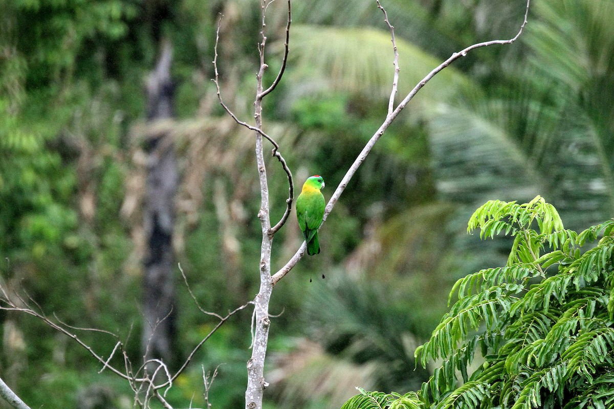 Yellow-breasted Racquet-tail - Rainer Seifert