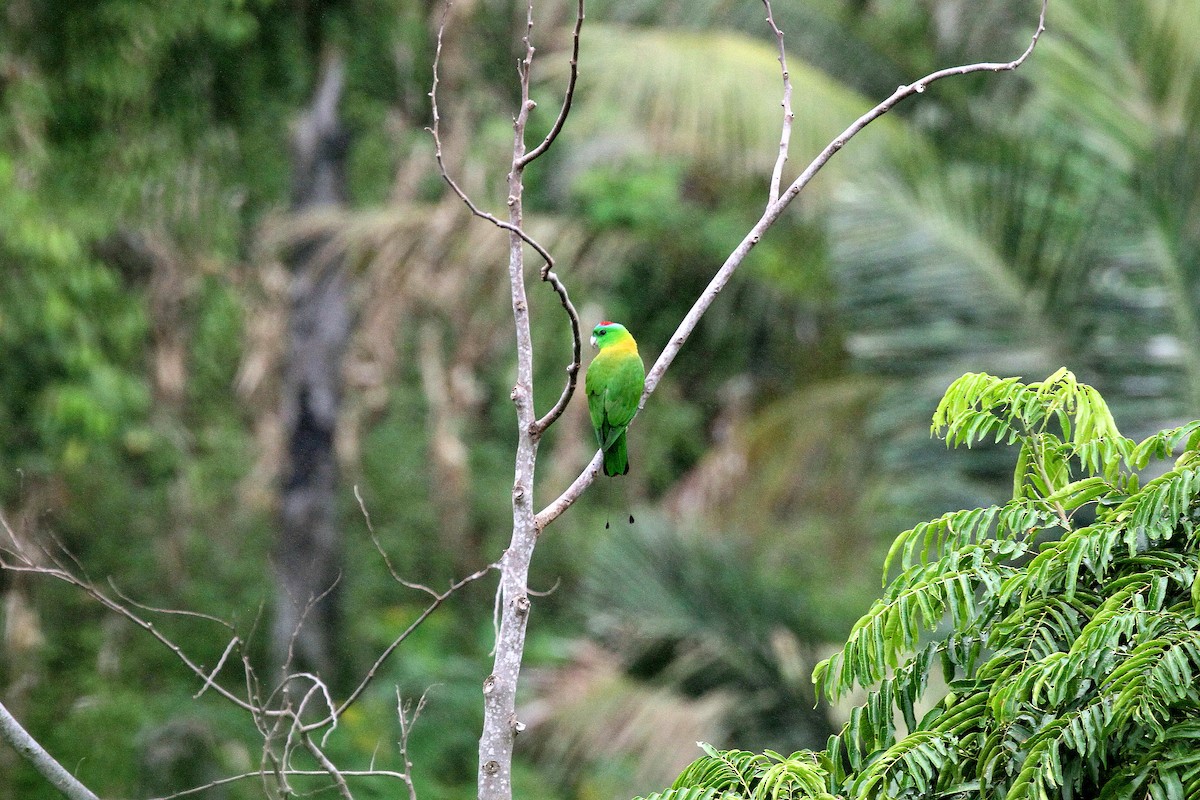 Yellow-breasted Racquet-tail - ML621337955