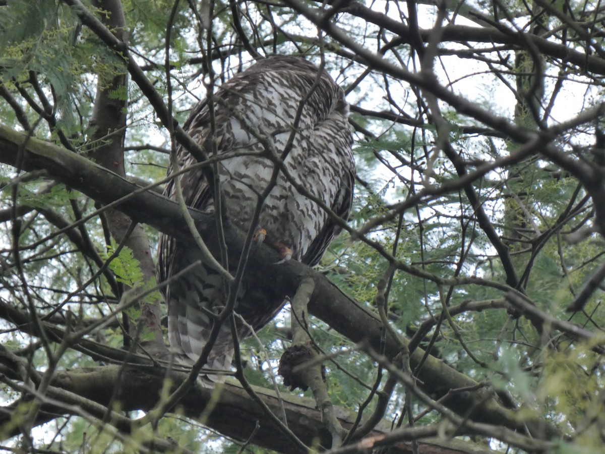 Powerful Owl - ML621337970