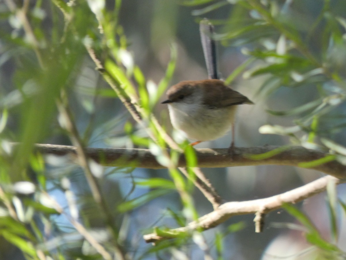 Superb Fairywren - ML621337995