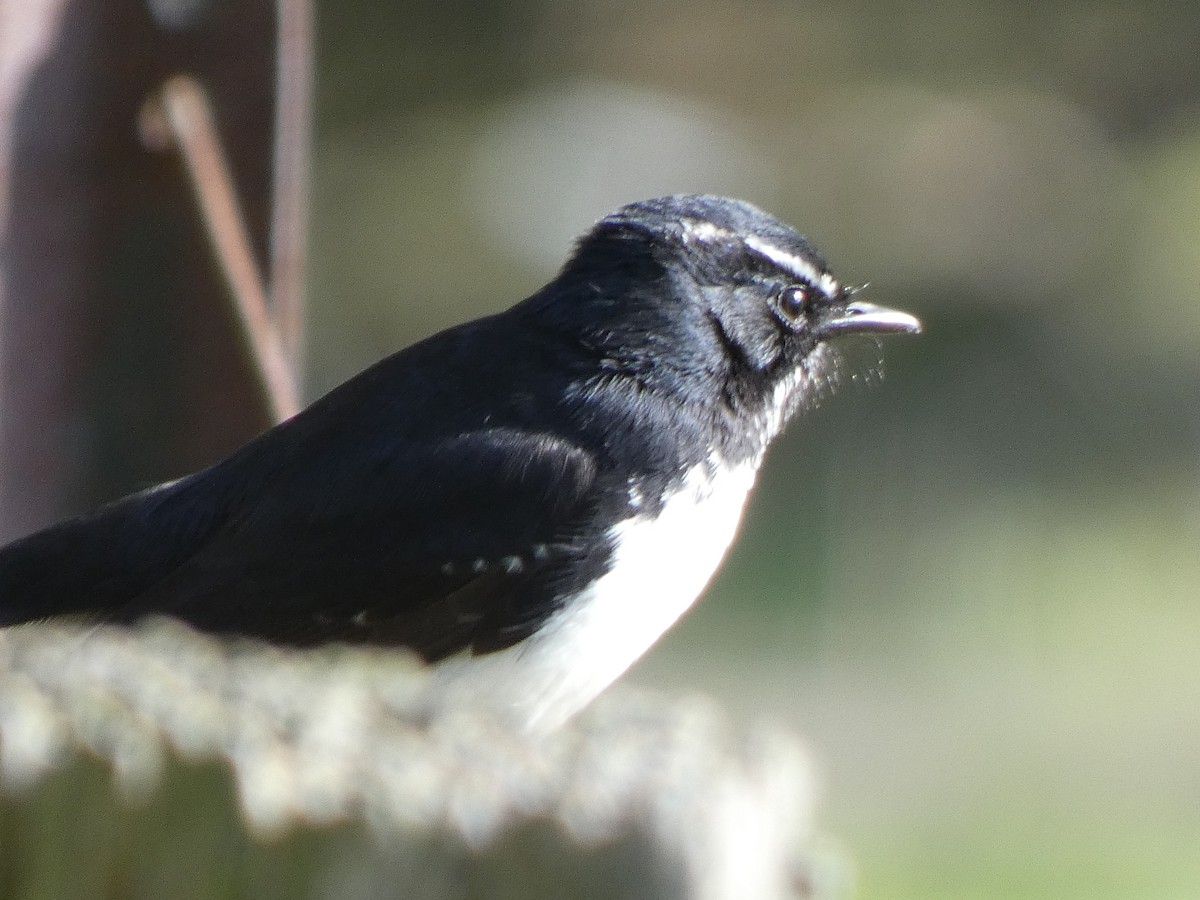 Willie-wagtail - Michael Mules