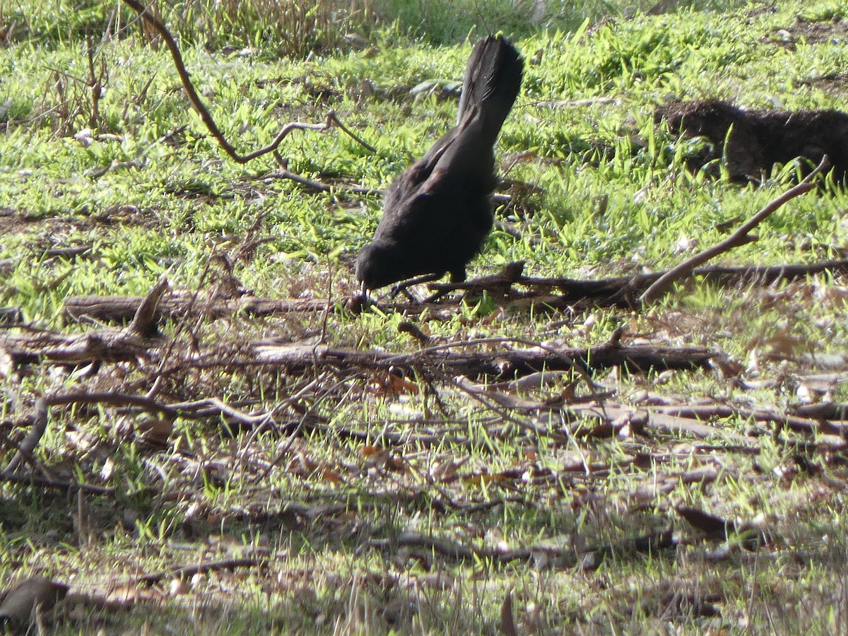 White-winged Chough - ML621338010