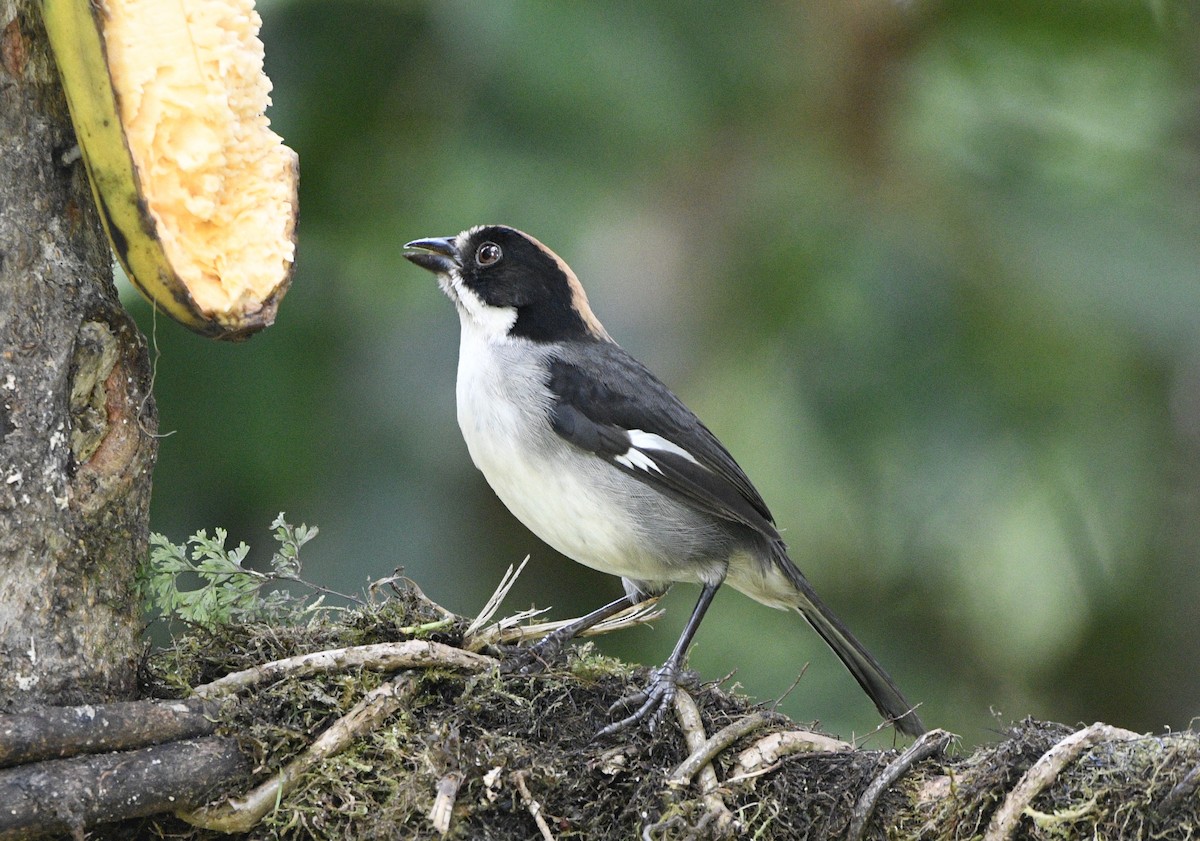 White-winged Brushfinch (White-winged) - ML621338209