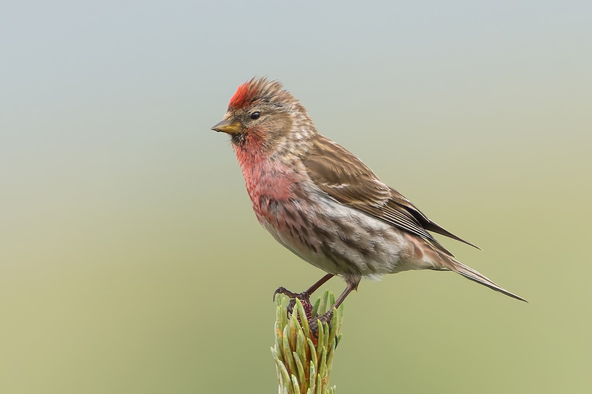 Lesser Redpoll - Mario Vigo