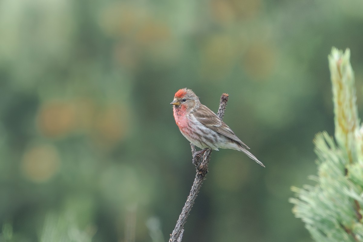 Lesser Redpoll - ML621338244