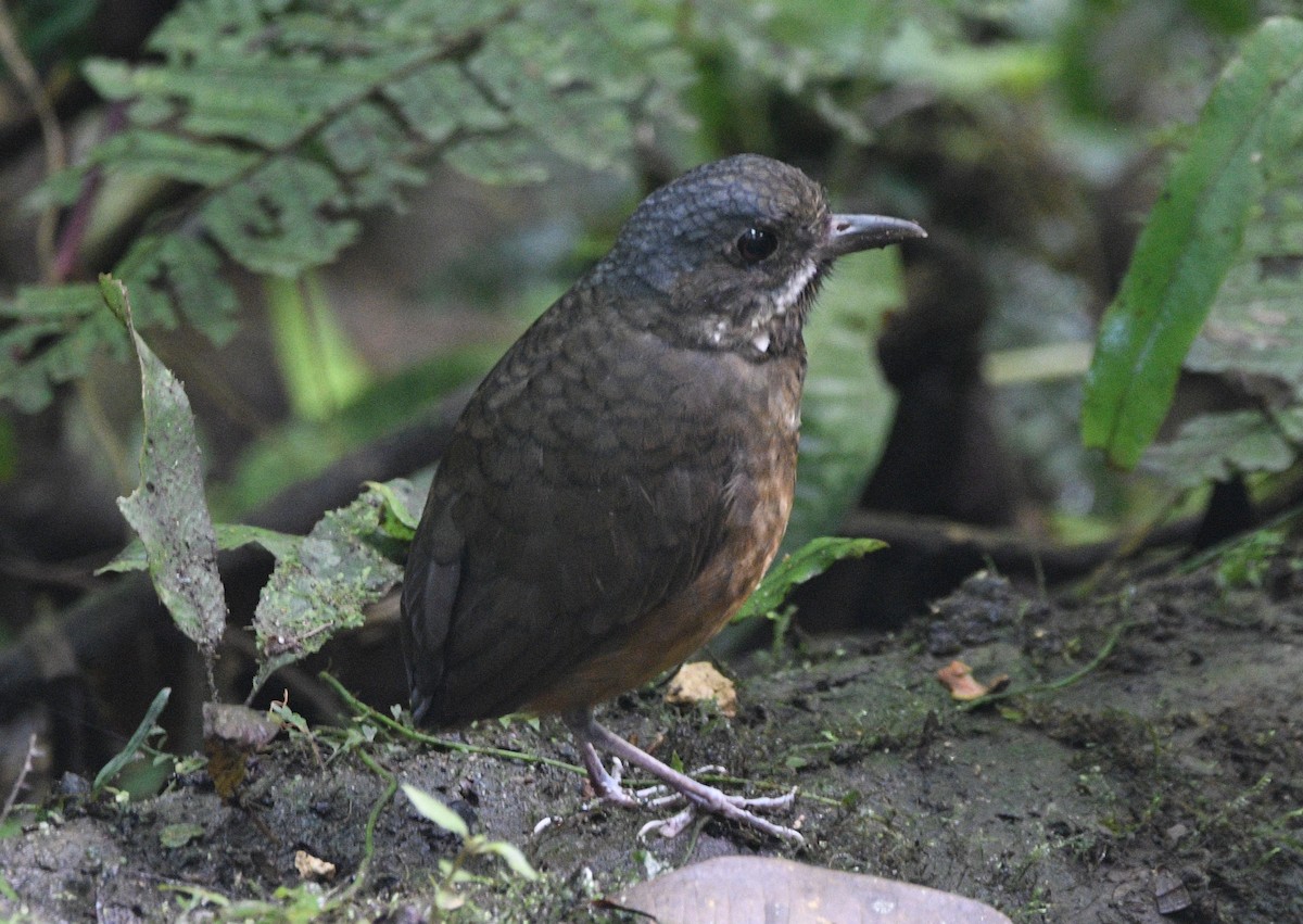 Moustached Antpitta - ML621338249