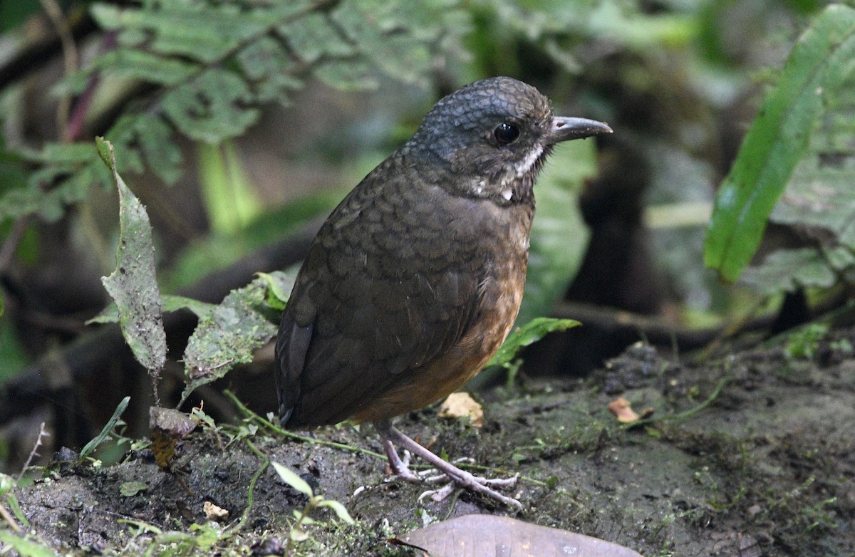 Moustached Antpitta - ML621338250