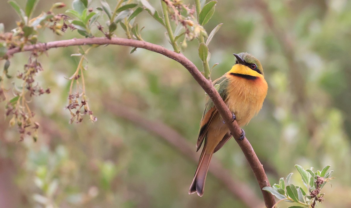 Little Bee-eater - ML621338419