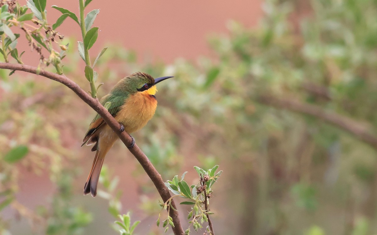 Little Bee-eater - ML621338420