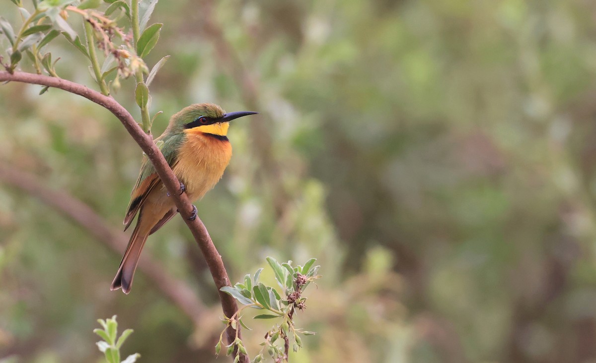 Little Bee-eater - ML621338421
