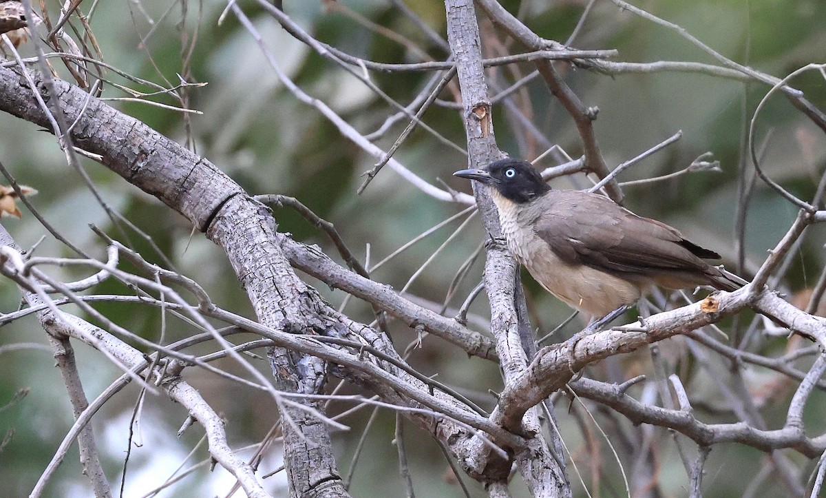 Blackcap Babbler - ML621338427