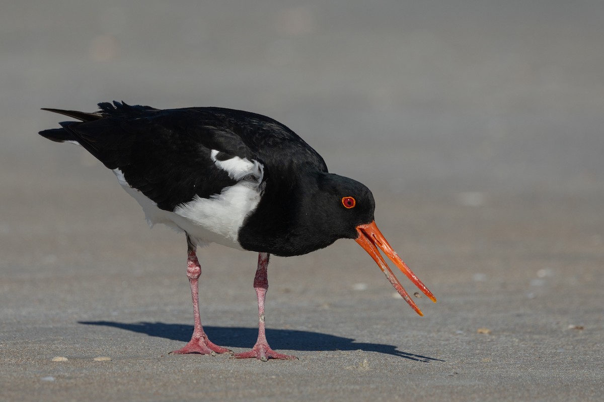 Pied Oystercatcher - ML621338570