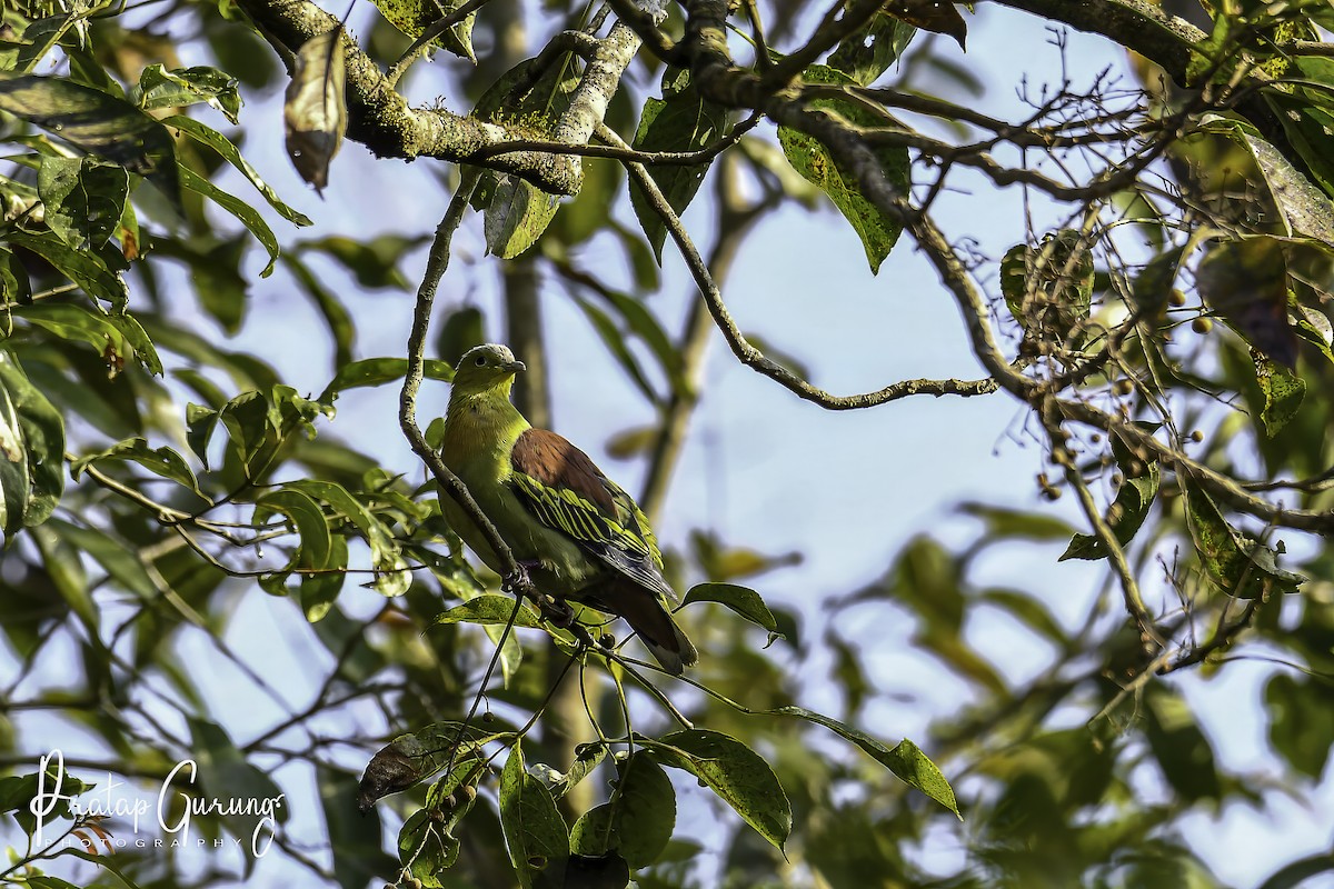 Ashy-headed Green-Pigeon - ML621338589