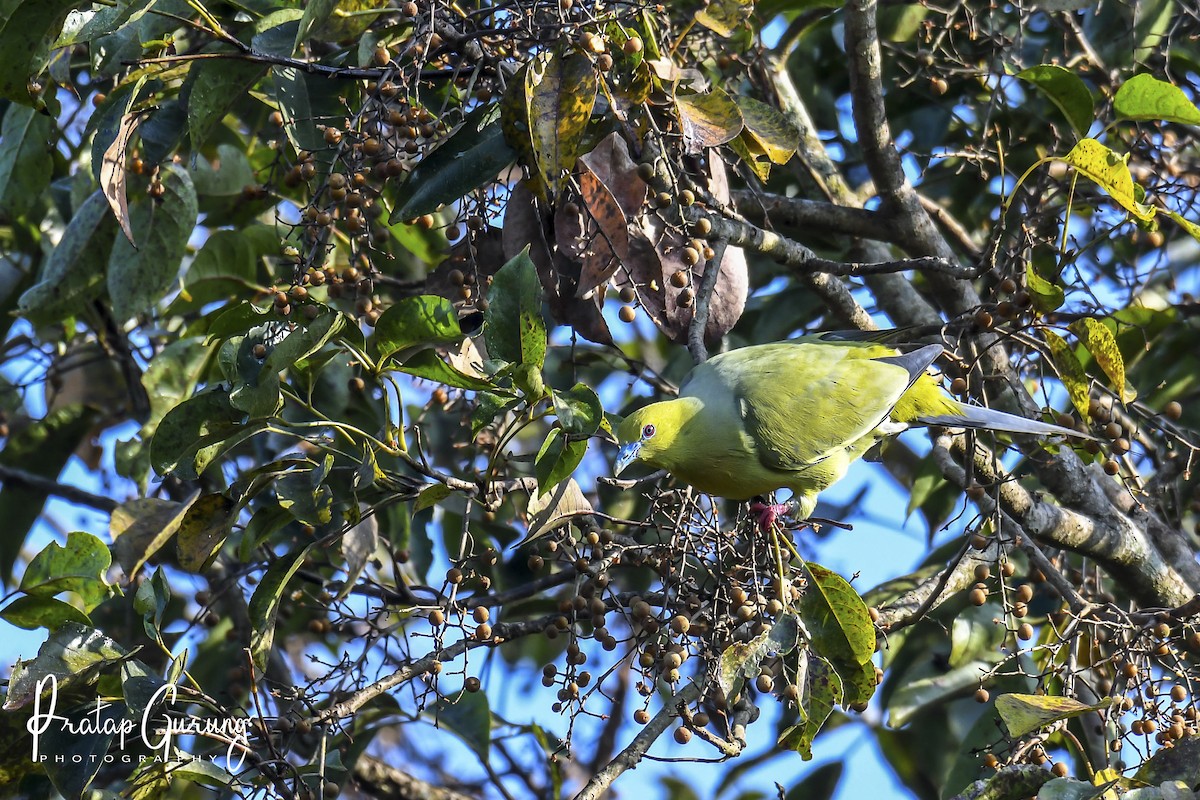 Pin-tailed Green-Pigeon - ML621338743