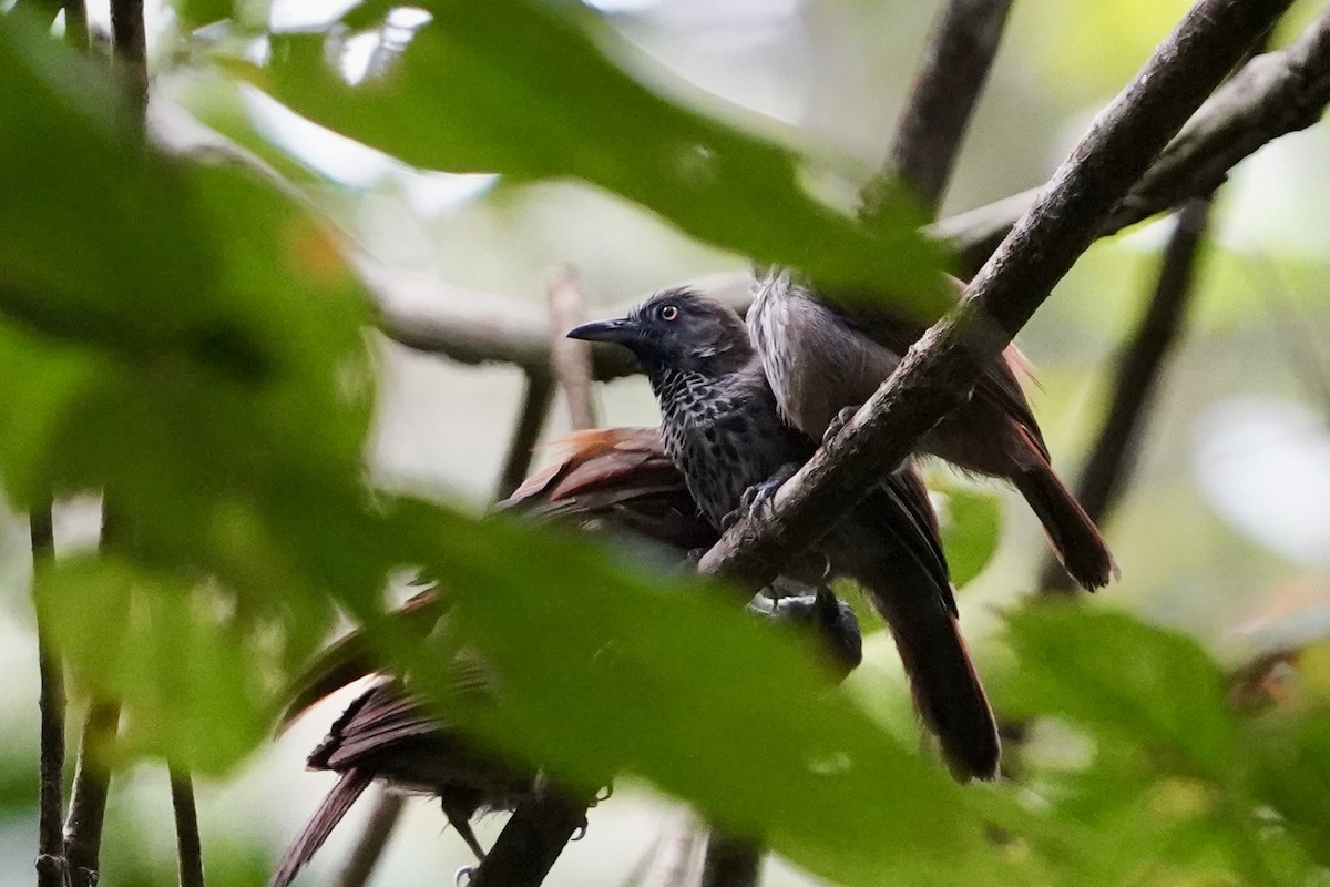 Chestnut-rumped Babbler - ML621338747