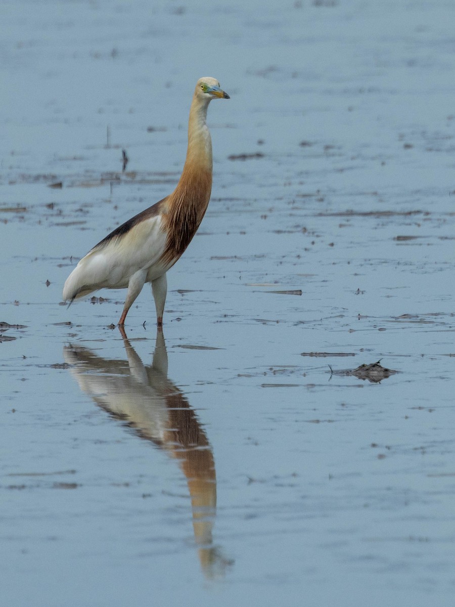 Javan Pond-Heron - ML621338765
