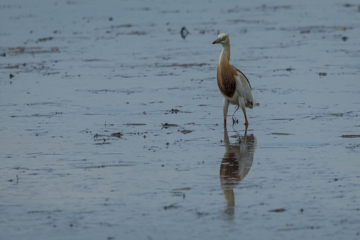 Javan Pond-Heron - ML621338766