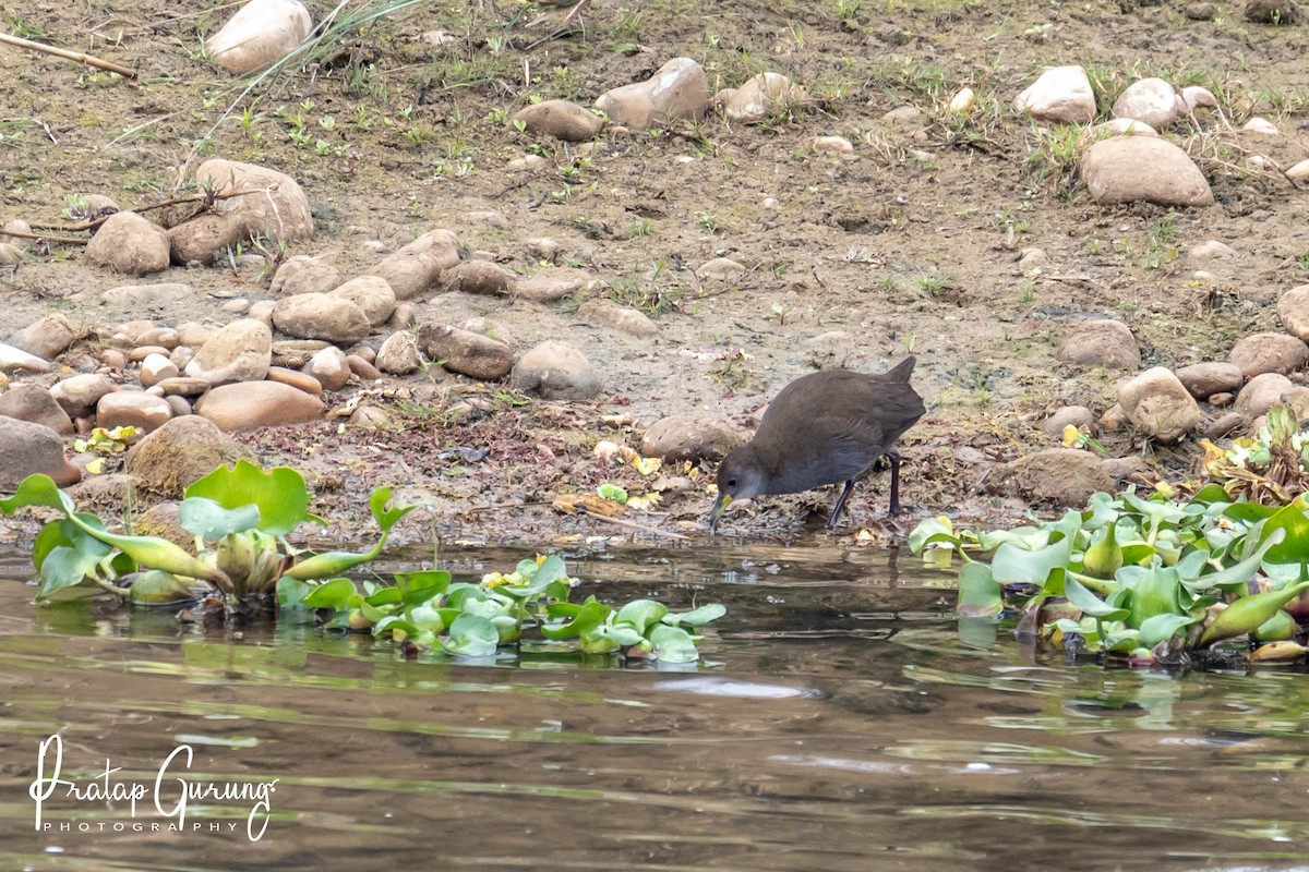 Brown Crake - ML621338794