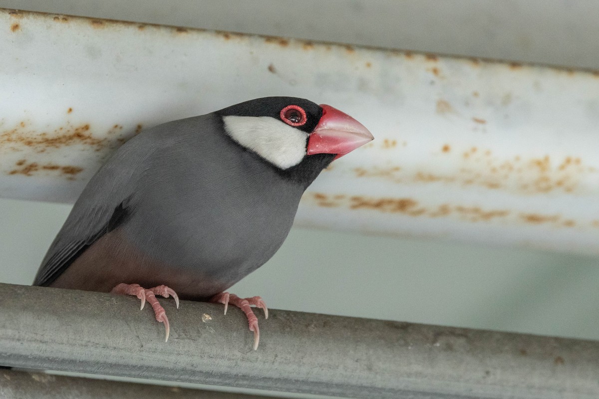 Java Sparrow - ML621338796