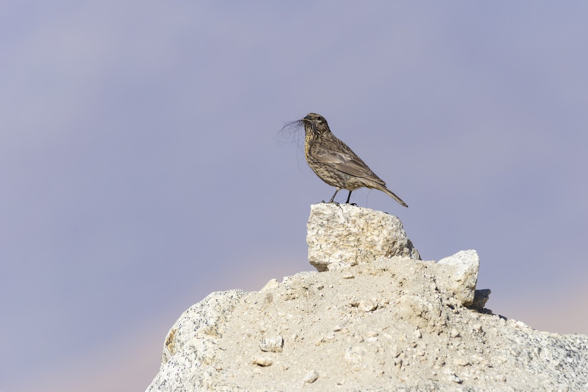 Red-fronted Rosefinch - ML621338834