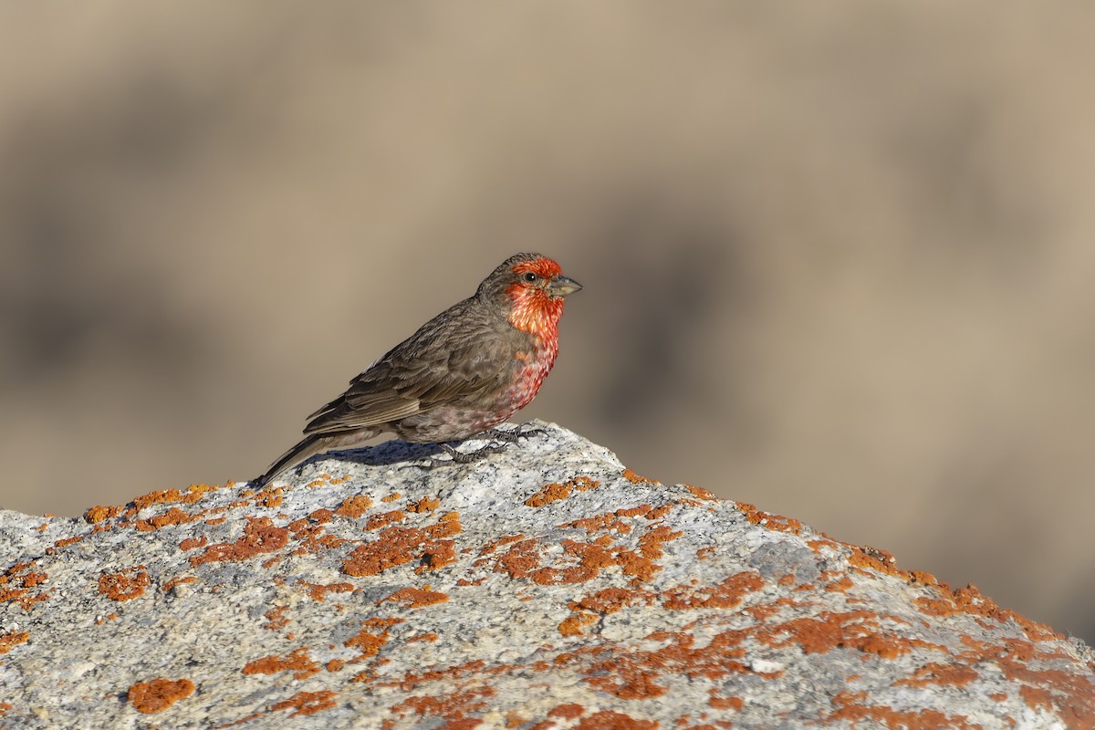 Red-fronted Rosefinch - ML621338835