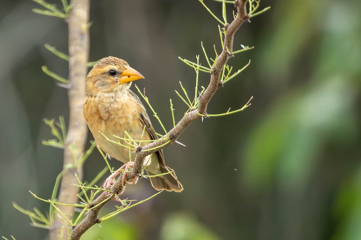 Baya Weaver - ML621338918