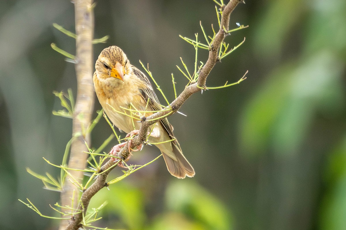 Baya Weaver - ML621338919