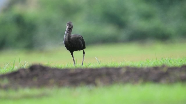 Glossy Ibis - ML621338934