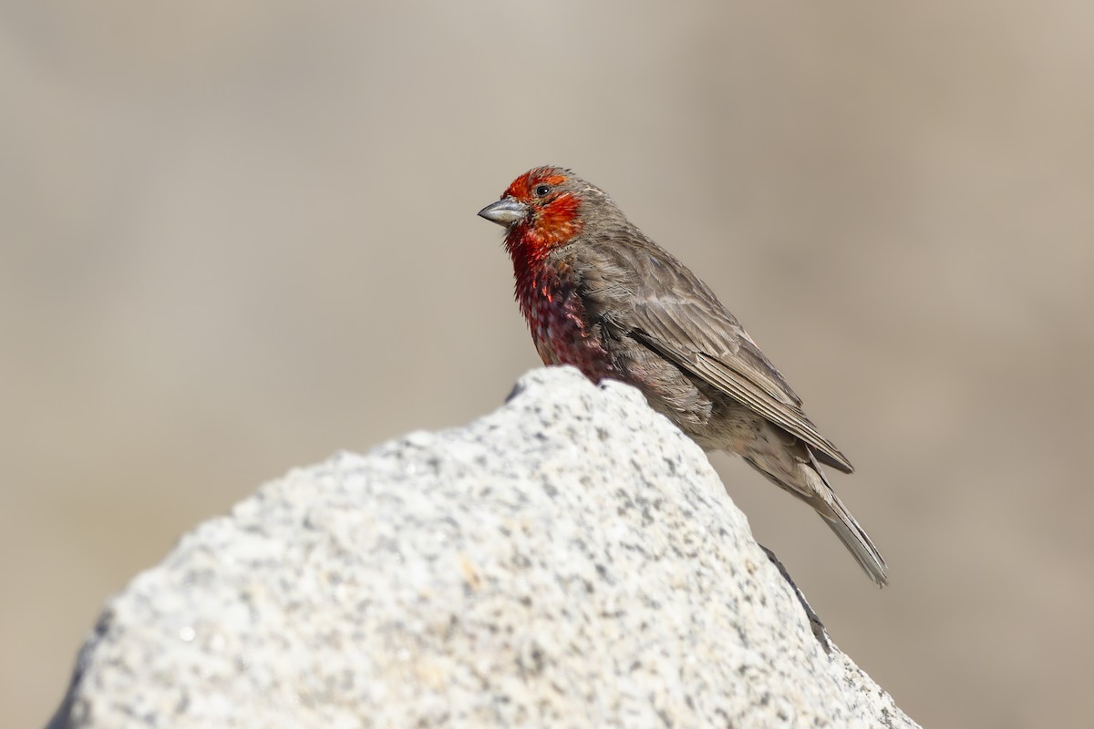 Red-fronted Rosefinch - ML621338974