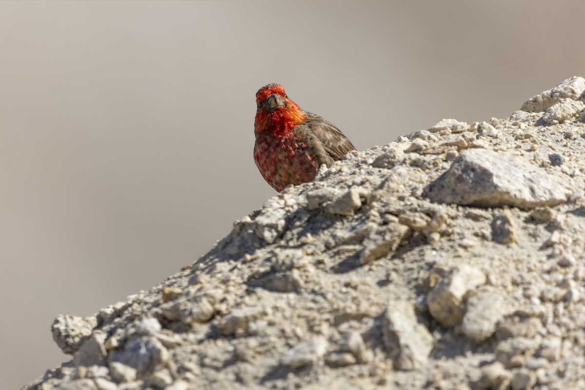 Red-fronted Rosefinch - ML621338976