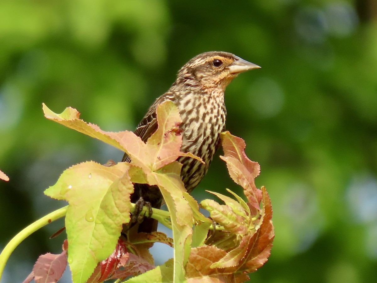 Red-winged Blackbird - Richard Gregg