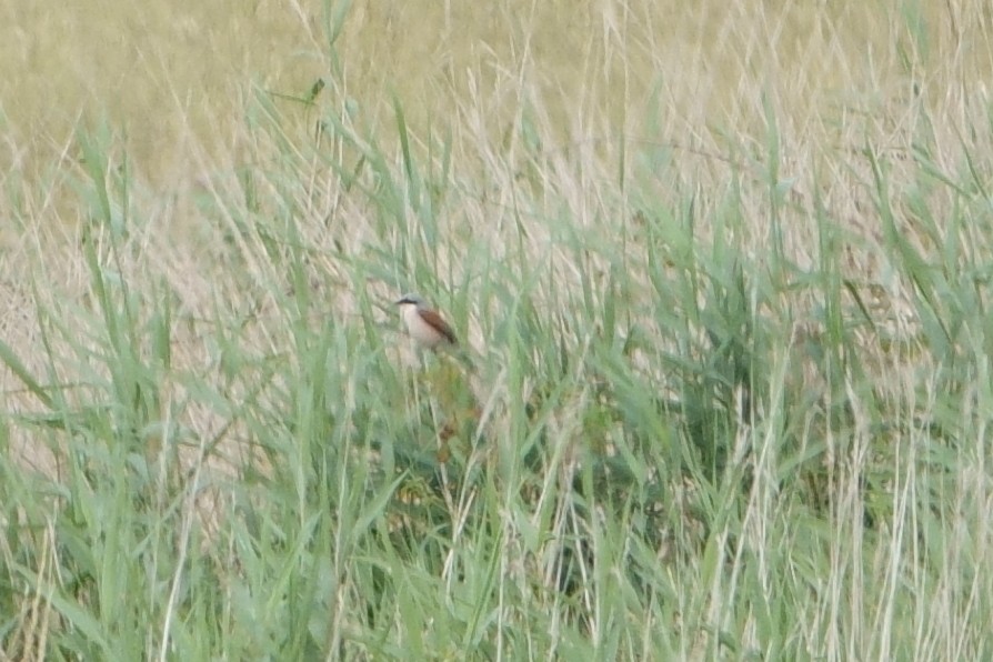 Red-backed Shrike - ML621339138