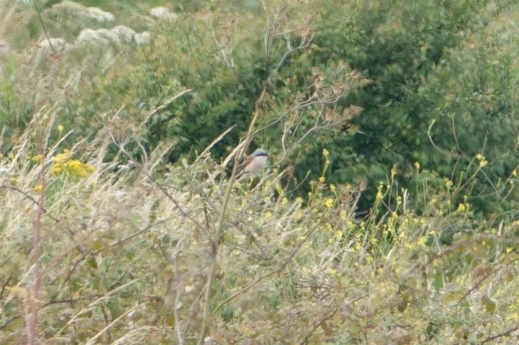 Red-backed Shrike - ML621339139