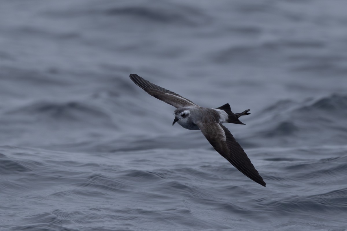 White-faced Storm-Petrel - ML621339166