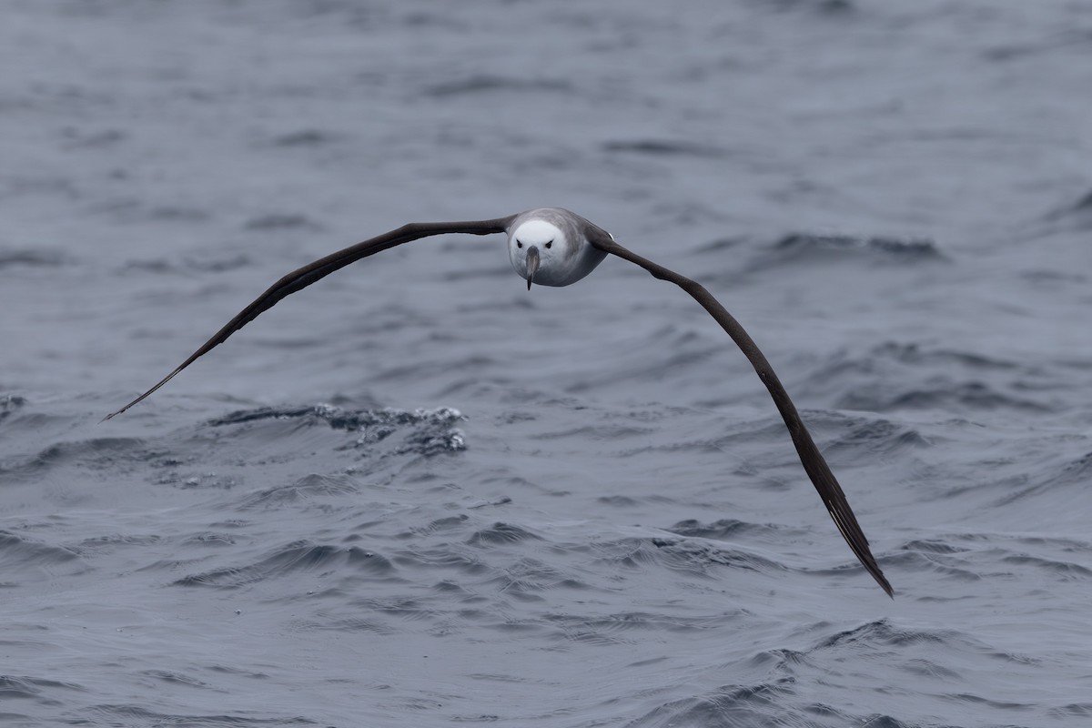 Black-browed Albatross (Black-browed) - ML621339176