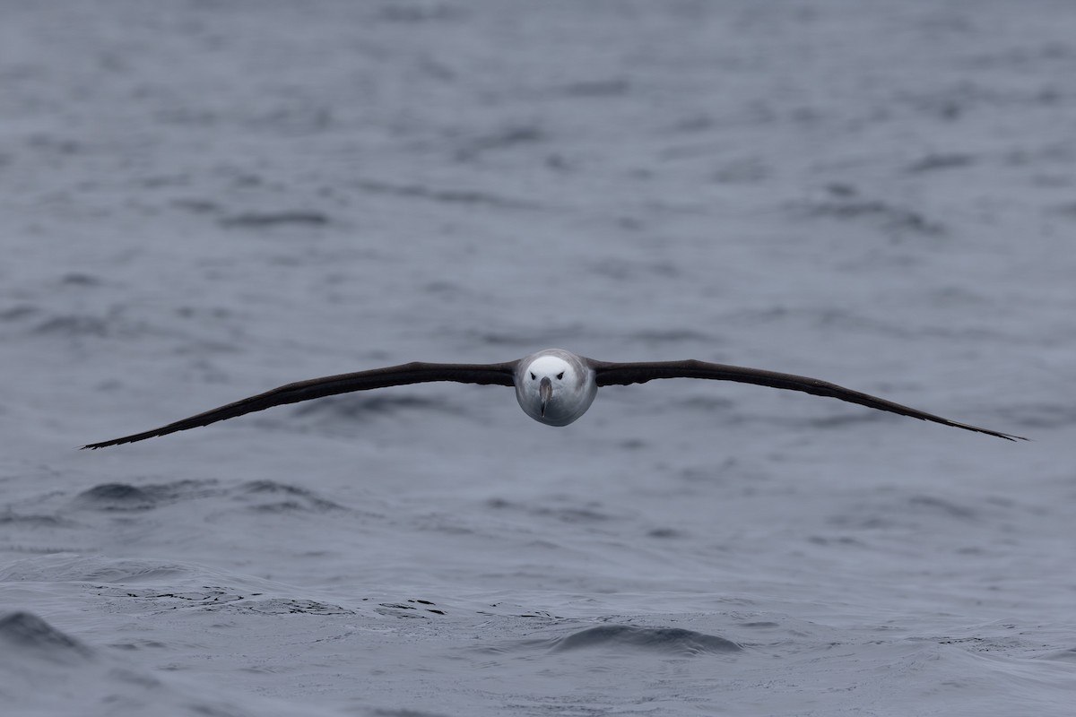 Black-browed Albatross (Black-browed) - ML621339177