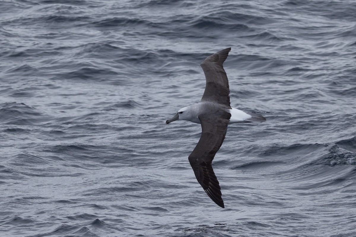 White-capped Albatross - ML621339188